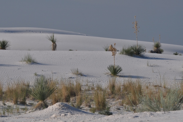 White Sands dunes with plants